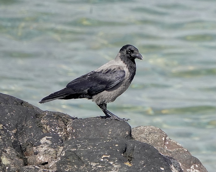 hooded crow